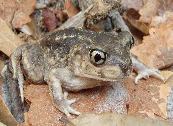 spadefoot_Keith